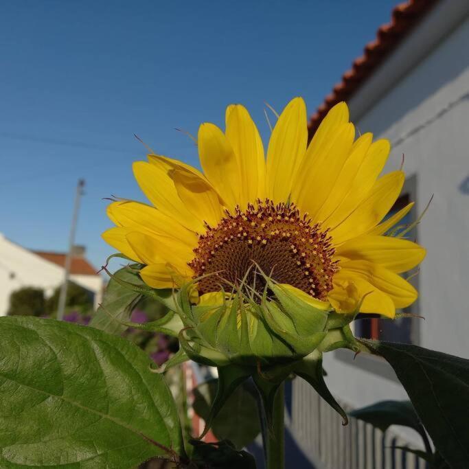 Sunflower Guest House - Madalena - Pico Sao Caetano  외부 사진